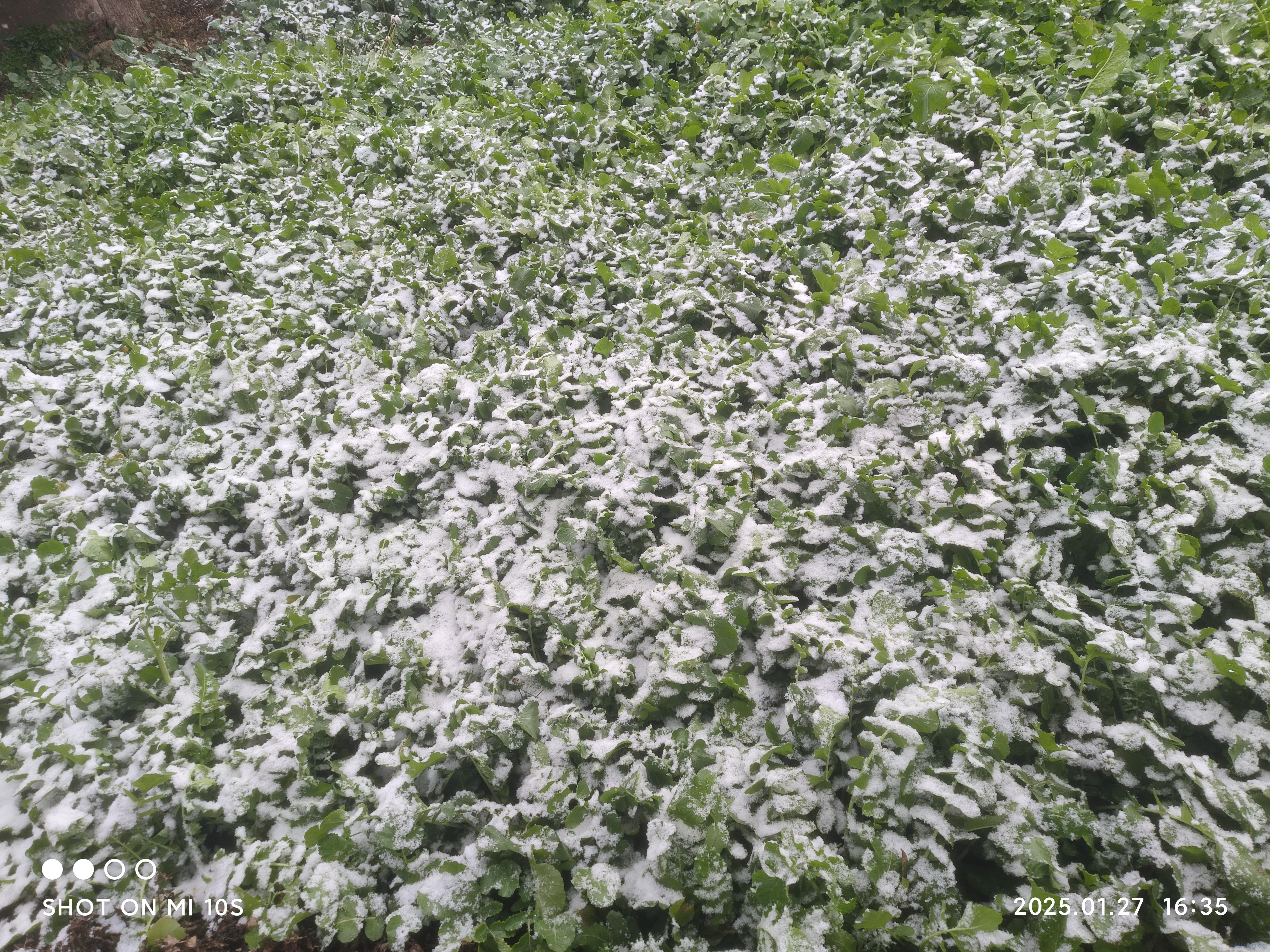 2025年的第一场雪